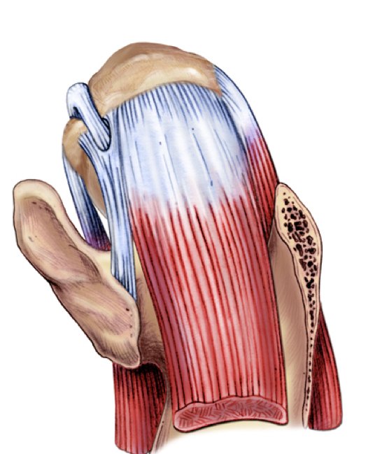 Illustration of an intact rotator cuff.