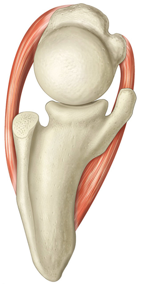 An axial view of a shoulder, looking down through the joint from above. The ball sits in the socket with the front and back of the rotator cuff intact and no arthritis.